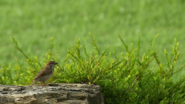 Sparrow resting on the rock — Stock Video