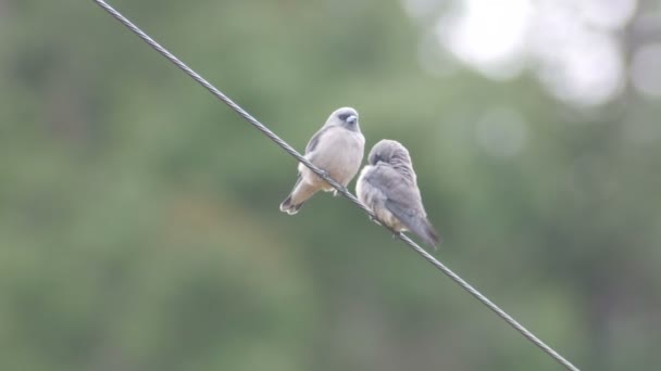 Doi cenușă woodswallow veni aproape unul de altul — Videoclip de stoc