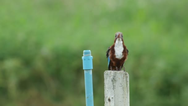 Pájaro martín pescador de garganta blanca tragando una presa — Vídeo de stock