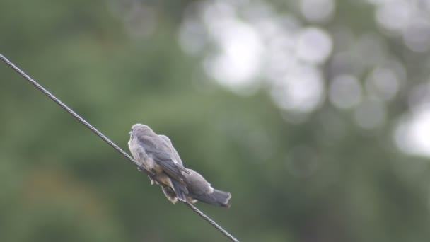 Ashy woodswallow fåglar vilar och bokeh bakgrund — Stockvideo