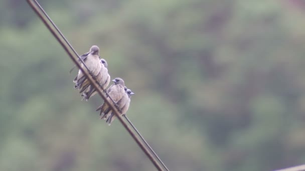 粉を吹いた woodswallow 鳥のグループが彼らの翼をきれい — ストック動画