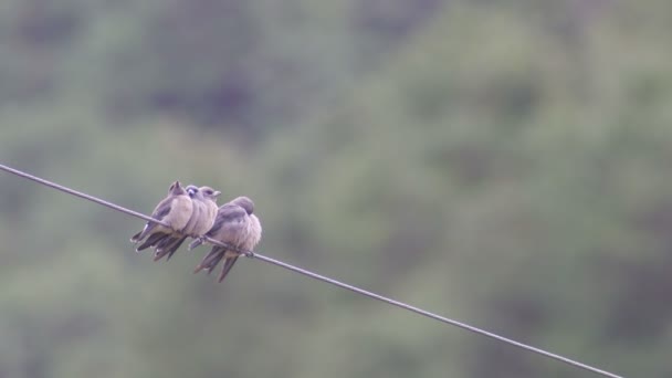 Ashy woodswallow fåglar rengöring varandra och koppla av — Stockvideo