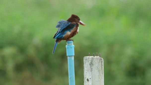 Pájaro martín pescador de garganta blanca relajándose y girando el cuerpo en el poste — Vídeos de Stock