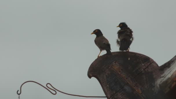 Paar gemeenschappelijke myna schoonmaken van haar vleugels — Stockvideo