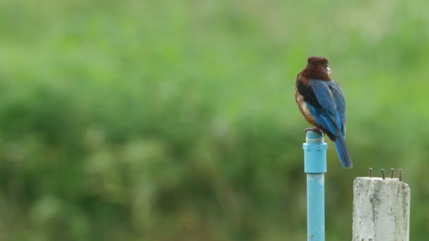 Weißkehl-Eisvogel dreht Kopf auf der Stange — Stockvideo