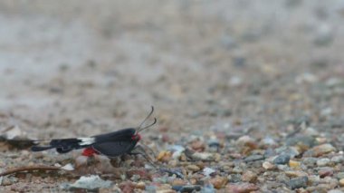 Swallow kanat kelebek rekabet mineral nokta içme için
