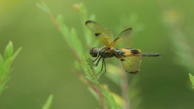 Rüzgar ile bitki ucunda dinlenme ortak resim kanat kelebek