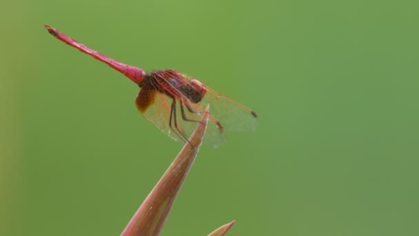 Crimson marsh zweefvliegtuig dragonfly rustend op de plant-tip — Stockvideo