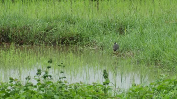 Weißbrust-Wasserhenne im Reisfeld — Stockvideo