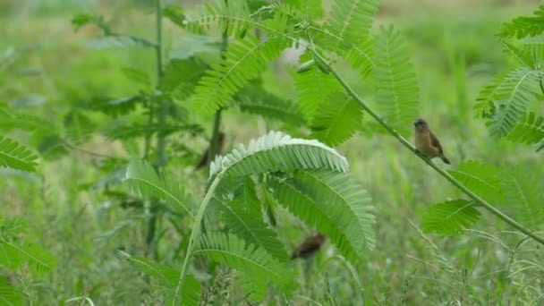 うろこ状のブレスト アカフサゴシキドリ鳥を木の枝に滞在 — ストック動画