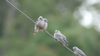 küllü woodswallow kuşlar gel daha yakından birbirine