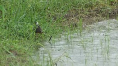 Ak göğüslü waterhens yağmur sırasında alanı