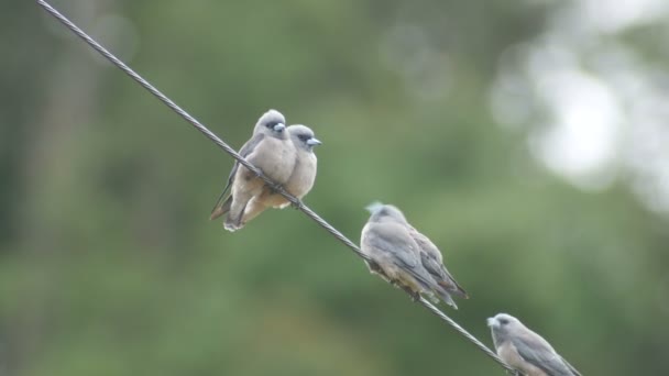 Cenicientos pájaros golondrina se acercan entre sí — Vídeos de Stock