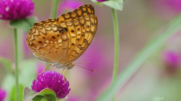 Pillangó nektárt iszik Bachalor barátait gomb virág — Stock videók