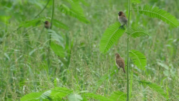 Paire de munia écailleuse poitrine oiseau restant sur la branche de l'arbre — Video