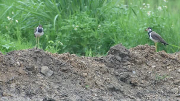 Ζευγάρι πουλί καλημάνα κόκκινο-wattled στο χώμα πασσάλων στο πεδίο — Αρχείο Βίντεο