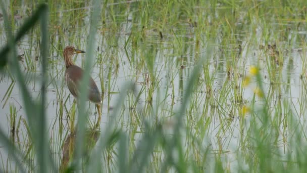Heron i fältet paddy — Stockvideo