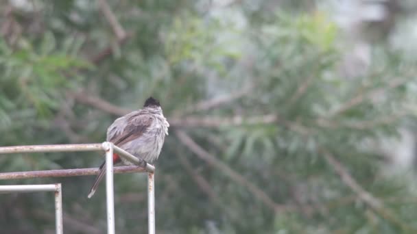 Röd-morrhår bulbul rengör sig själv efter regn — Stockvideo