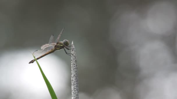 Dragonfly rustend op de gras-bloem — Stockvideo