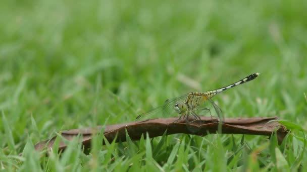 Dragonfly op het droge blad — Stockvideo