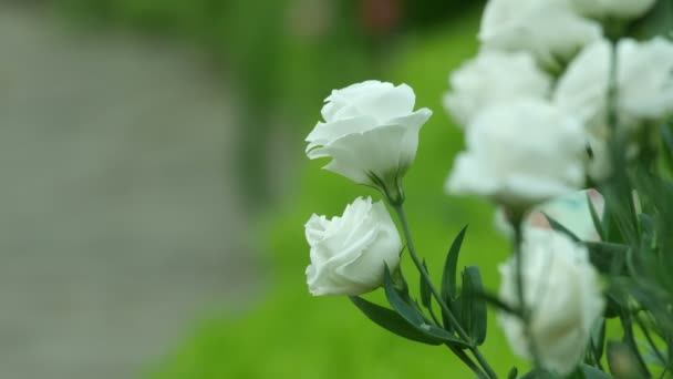 Weiße Rosen zittern vor Wind — Stockvideo