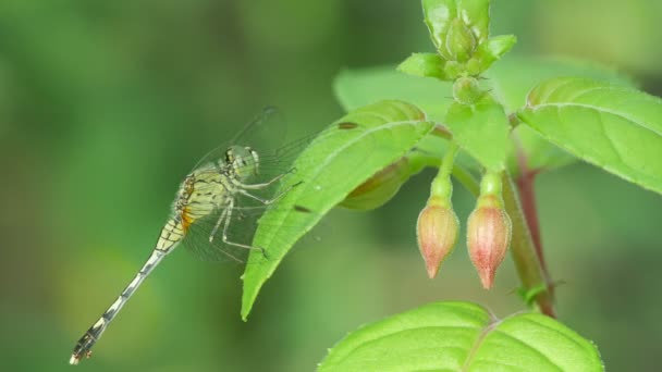 Dragonfly on fuchsia leaf — Stock Video