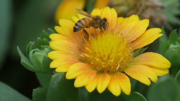 Honigbiene sammelt Nektar aus Blüte — Stockvideo