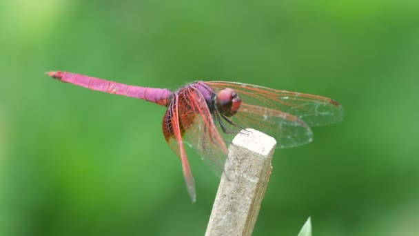 Crimson marsh zweefvliegtuig dragonfly rusten op de bosrijke paal — Stockvideo
