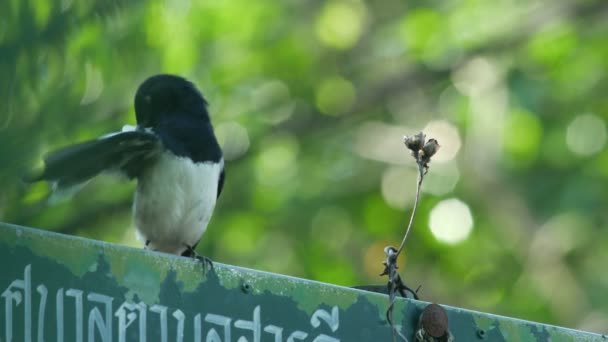 ตะวันออก magpie-robin ทําความสะอาดปีกของมัน — วีดีโอสต็อก