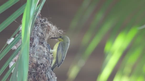 Sunbird ελιάς που υποστηρίζεται συμπεριφορά μπροστά από την είσοδο φωλιά — Αρχείο Βίντεο