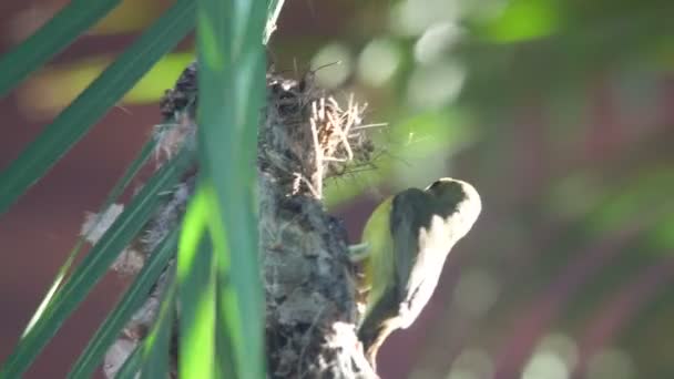 Olivenblättriger Sonnenvogel zieht ins Nest — Stockvideo