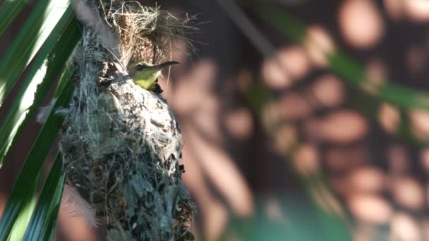 Olivenblättriger Sonnenvogel ruht im Nest — Stockvideo