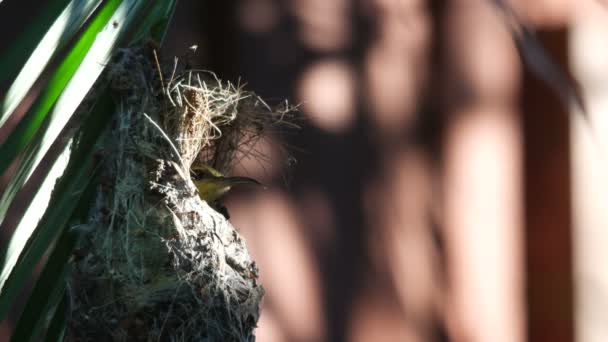 Olive-backed sunbird try to hind in the nest — Stock Video