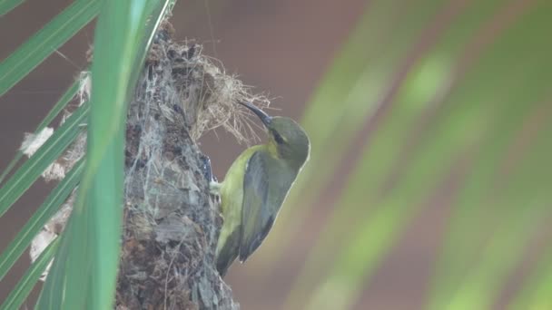 Olive-backed sunbird lämnat boet — Stockvideo