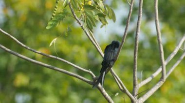 ağaç dalı etrafında dönen siyah çaylak herif