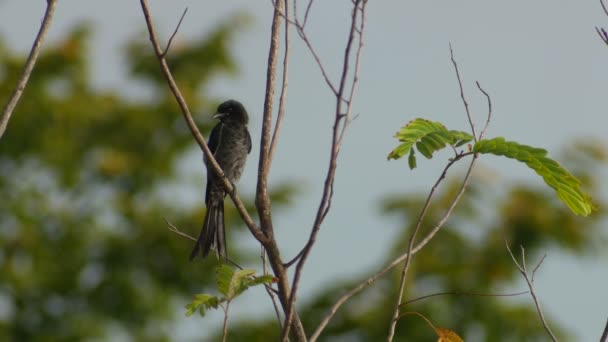 drongo noir regardant autour et volant 