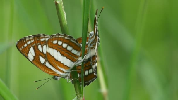 Mariposas apareamiento acción — Vídeo de stock