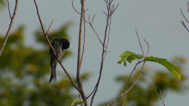 noir drongo nettoyer son corps 