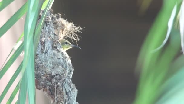 Uccello solare dormiente d'oliva che cerca di dormire — Video Stock