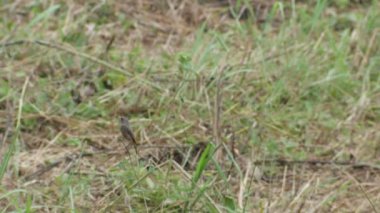 Alaca bush sohbet uçup