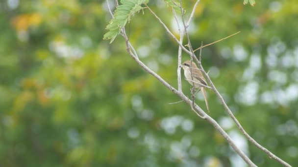 Shrike marrón mirando alrededor en el árbol — Vídeos de Stock