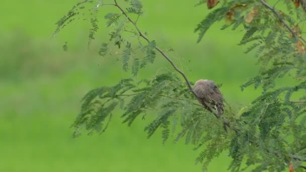 Gefleckte Taube ruht auf dem Baum — Stockvideo