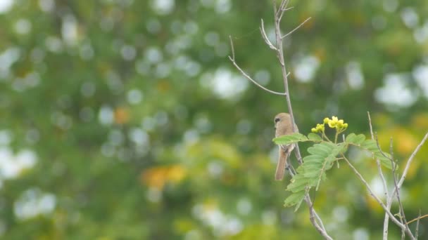 Brown Shrike pássaro está decolando — Vídeo de Stock