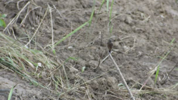 Pied bush chat resting on the plant — Stock Video