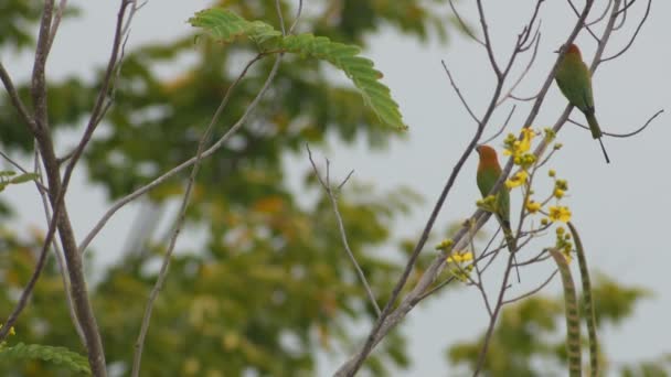 Zelená Bee-eater snaží jíst hmyz — Stock video
