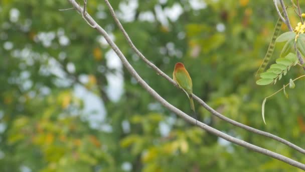 Green Bee-eater bird resting on tree branch — Stock Video