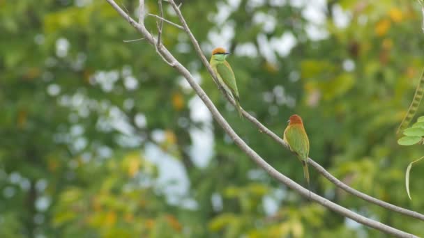 Grön biätare fågel vilar på trädgren — Stockvideo