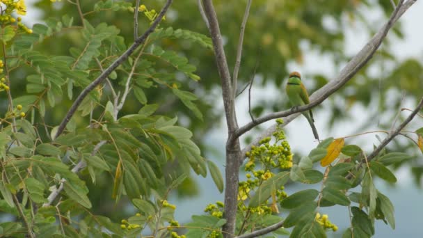 Rahatlatıcı yeşil arı kuşugiller kuştur — Stok video