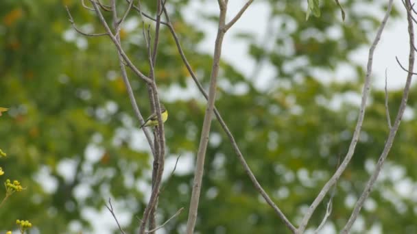 Оливковая птица отдыхает и летает — стоковое видео