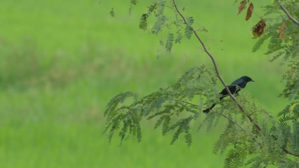 Μαύρο drongo σχετικά με το κλαδί του δέντρου στο πεδίο — Αρχείο Βίντεο